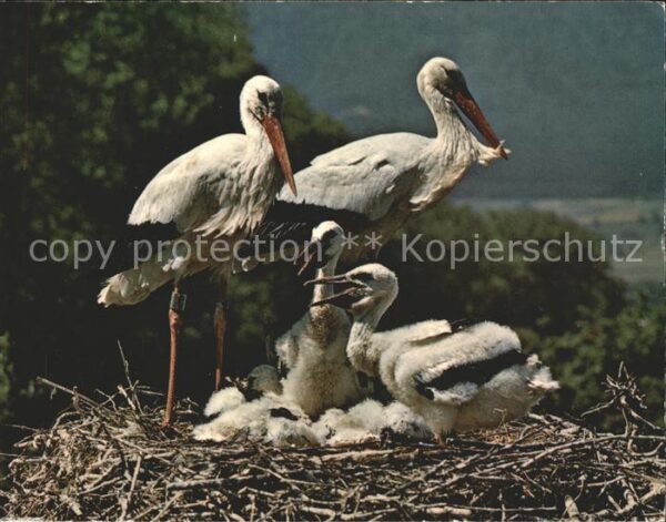 Storch Störche Altreu/So. Schweizerische Vogel