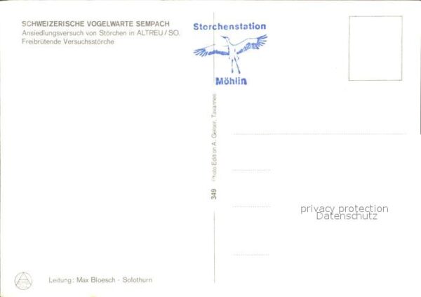 Storch Störche Altreu/So. Schweizerische Vogel – Bild 2