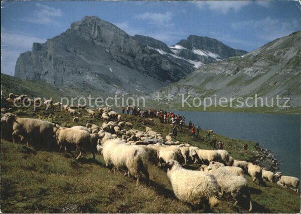 Schafe Schafherde Daubensee Gemmipass