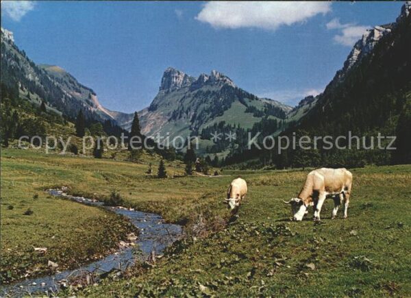 Kuehe Justistal Sigriswil-Merligen Thunersee