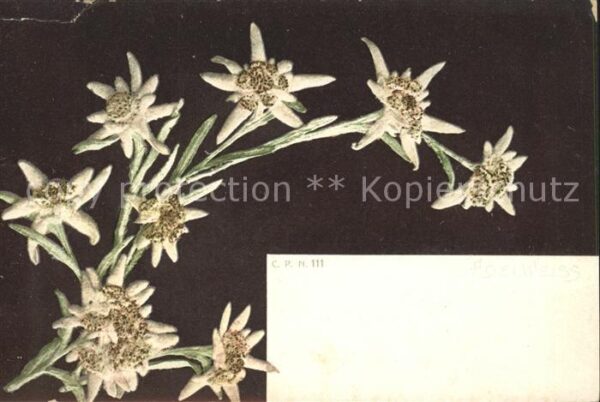 Edelweiss