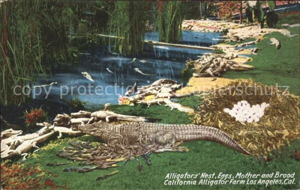 Krokodile Alligator's Nest Eggs California Alliga