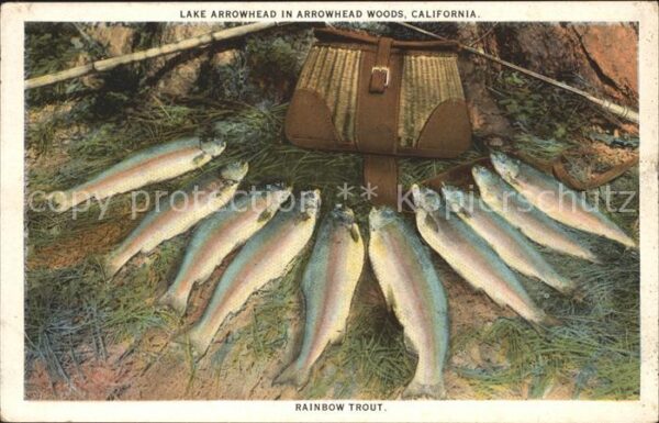 Fische Regenbogenforelle rainbow trout Arrowhe