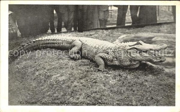 Krokodile El Diablo California Alligator Farm Los