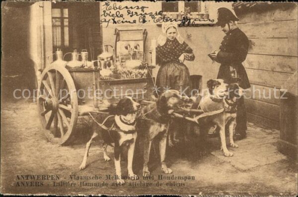 Laitieres Milchwagen Anvers Laitiere Flamande Hundekarren Hu