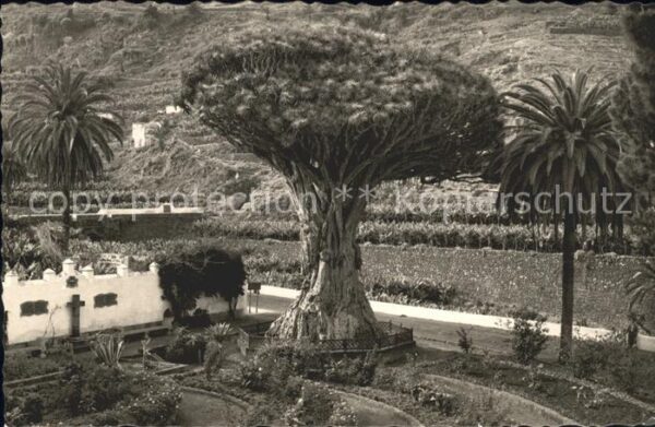 Baeume Trees El Drago Icod Tenerife
