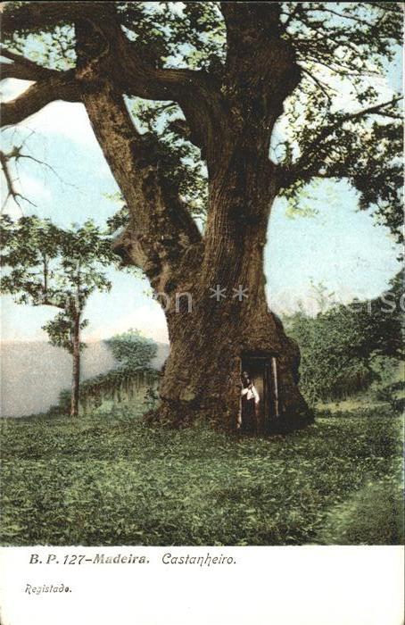 Baeume Trees Madeira Castanheiro Kastanienbaum