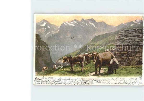 Kuehe Rinder Abend auf der Alm