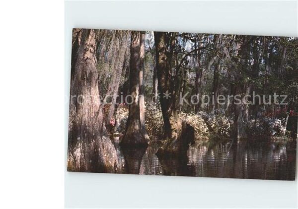 Baeume Trees Cypress Gardens Charleston