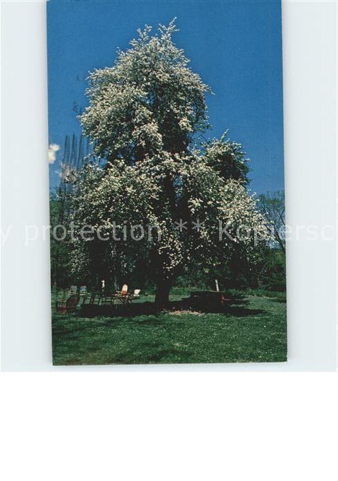 Baeume Trees Apple Tree Apfelbaum Gedicht