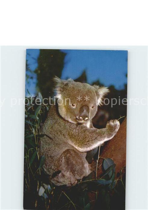 Koalabaer Eucalyptus Australia