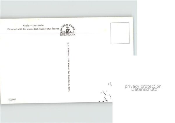 Koalabaer Eucalyptus Australia – Bild 2