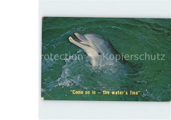 Delfine Delphine Dolphins Dauphins Delfi Florida