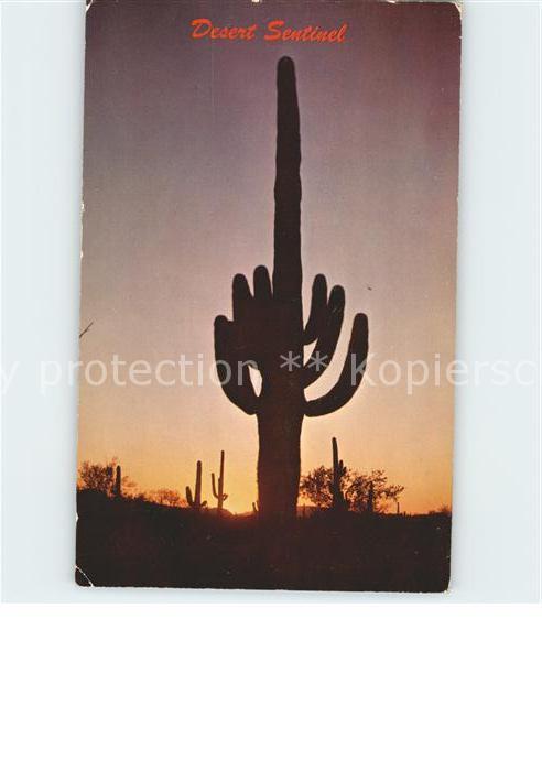 Kakteen Desert Wüste Sonnenuntergang