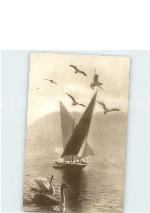 Segelboote Schwäne Möwen Barque Leman
