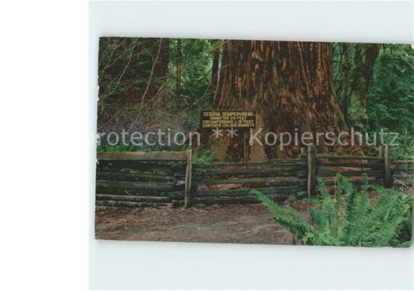 Baeume Trees Sequoia Redwoods StatePark California