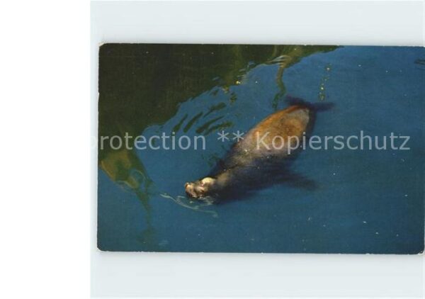 Seehunde Robben Oscar Sea Lion Monterey Bay