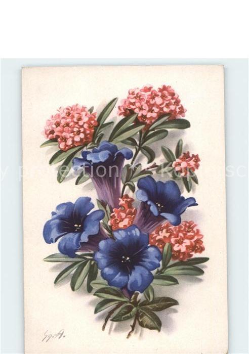 Blumen Enzian Alpenrose