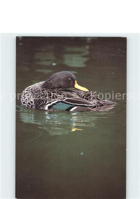 Enten