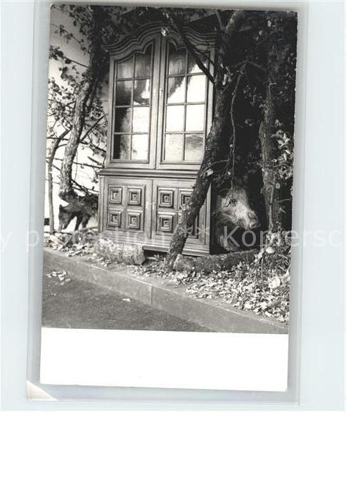 Moebel Antiquitaeten Vitrine Ausstellung Rustikales wohnen L