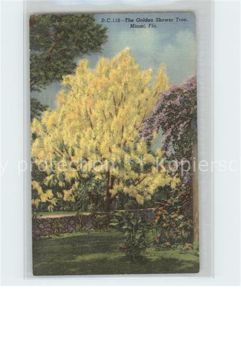 Baeume Trees Golden Shower Tree Miami