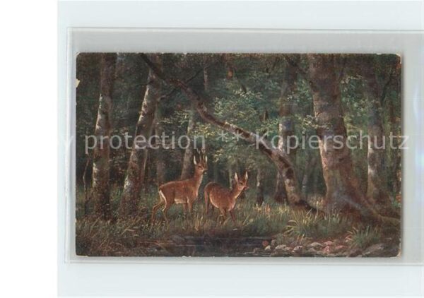 Reh Rehe Wald