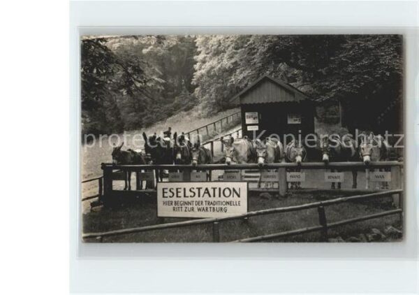 Esel Tiere Eselstation Wartburg