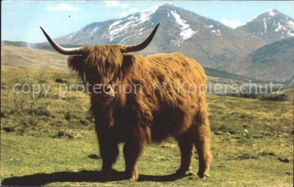 Tiere Schottisches Hochlandrind