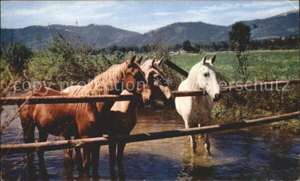 Pferde Forest Ponies