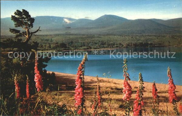 Blumen Loch Morlich