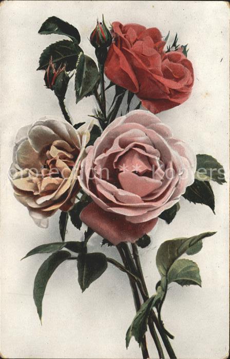 Rosen