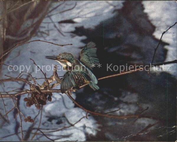 Voegel Eisvogel