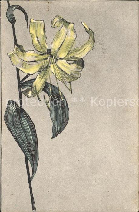 Blumen Lilie