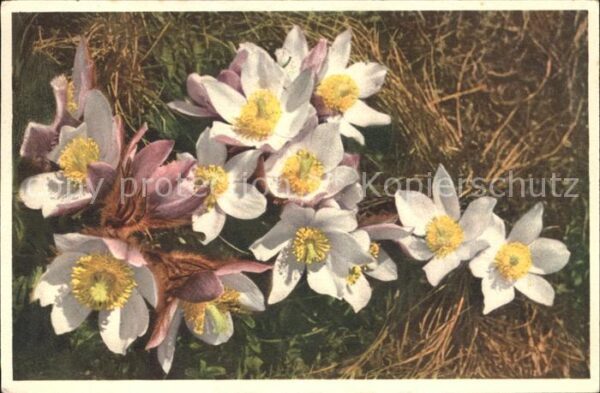 Blumen Pelzanemone Anemone alpina