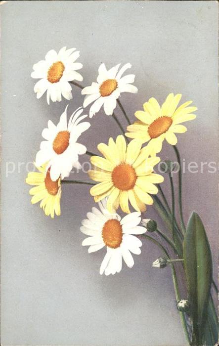 Blumen Margeriten