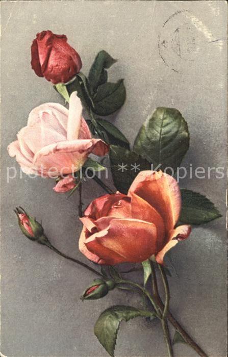 Rosen