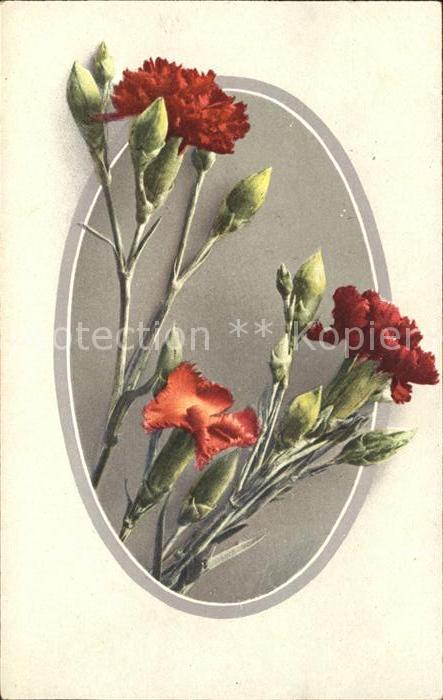 Blumen Nelken Verlag-NLC-Serie 246