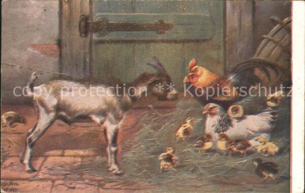 Ziege Huhn Hahn Küken