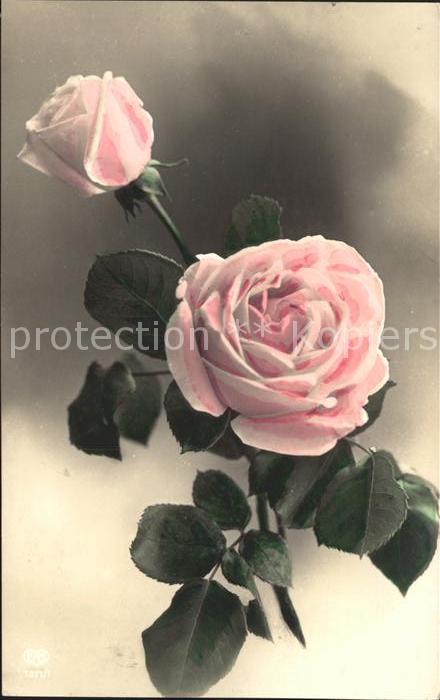 Rosen