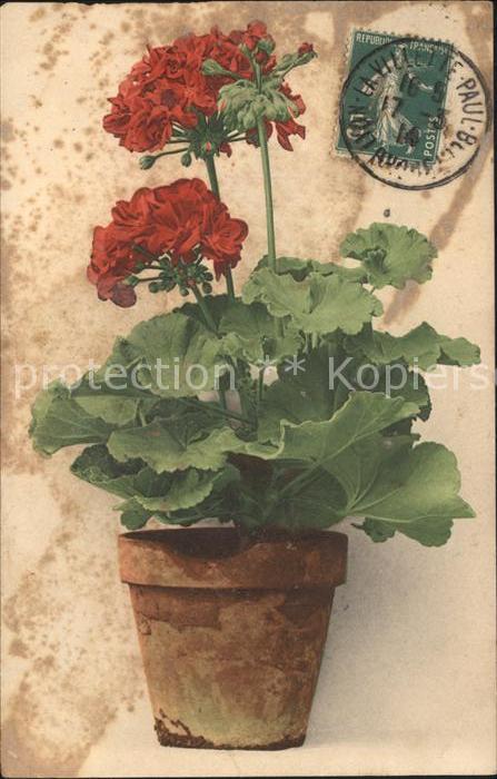 Blumen Nelken