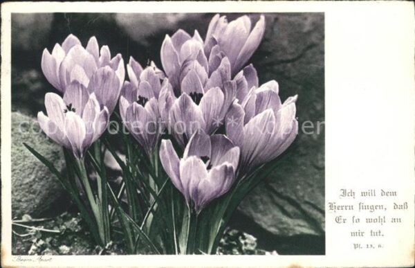 Blumen Krokus Krokusse