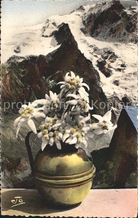 Edelweiss Gletscher