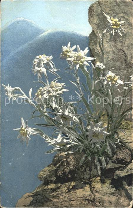 Edelweiss Leontopodium alpinum