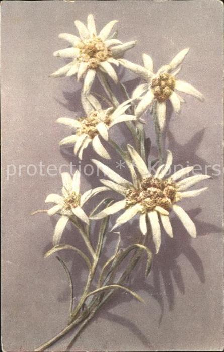 Edelweiss
