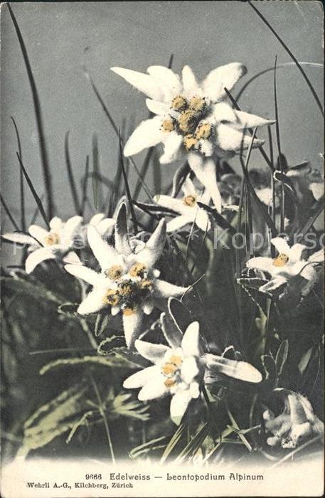 Edelweiss Leontopodium Alpinum