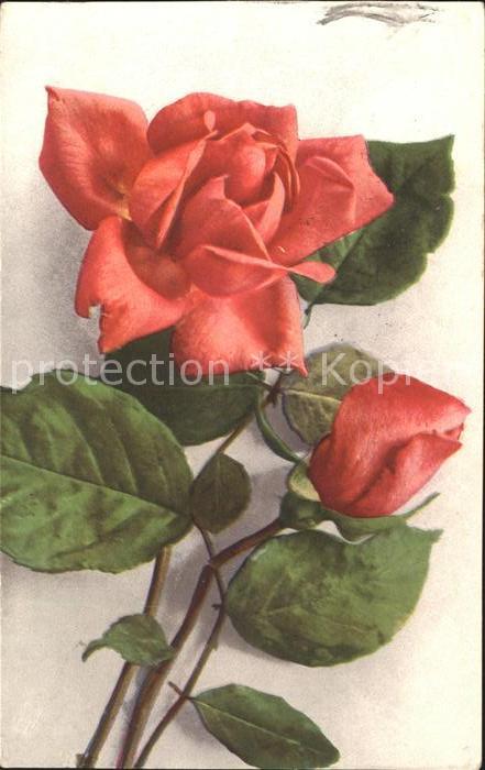 Rosen