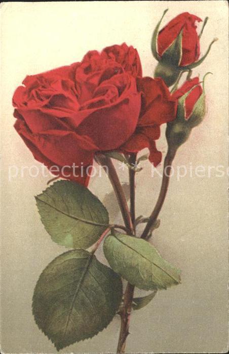 Rosen