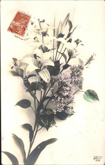 Blumen Lilien