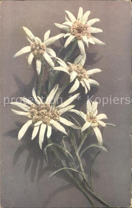Edelweiss