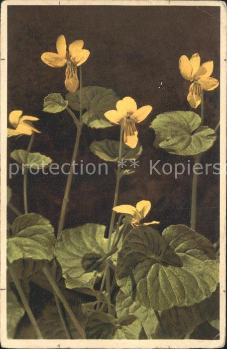 Blumen Zweiblütiges Veilchen Viola biflora